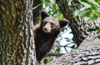 Amid an ‘unprecedented’ bear year, Colorado Parks and Wildlife won’t feed the hungry bruins. Here’s why