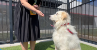 Love your Neighborhood: Idaho Humane Society