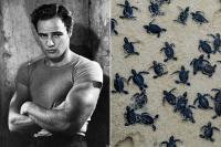 In 1966, Marlon Brando Began Turning an Island Paradise into a Wildlife Sanctuary. Today, the Atoll Protects Over 15,000 Sea Turtles