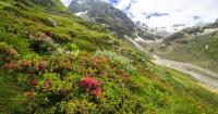Why are mountains getting greener if alpine plants are dying off?