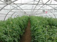 Qatar farms can increase yields with less water: Agricultural researcher
