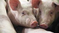 Agri MEPs looking to block tighter emissions rules for farms