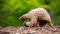 Pangolin Trade Snares More Batswana