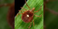 Nebraska Department of Health and Human Services detects two tickborne viruses