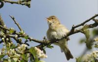 These are the five best (and worst) birdsongs, ranked by science