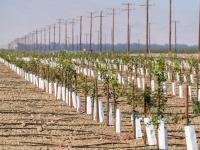 California to phase out paraquat over health concerns. What does this mean for farmers?