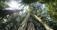 US Forest Service releases long-awaited restructuring plan
