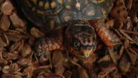 Maryland DNR considering new reptile rules to save native species