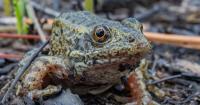 SC welcomes gopher frog tadpoles from North Carolina, in first-of-its-kind transfer
