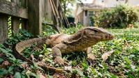Asian water monitor remains hidden in Tennessee neighborhood for weeks