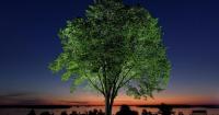 Disease that decimated American elms could help bring them back