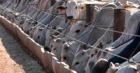 Brazil considers reciprocal measures after EU halts imports of Brazilian goods