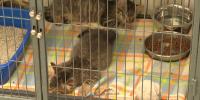 Vermont cat colony rescue exposes statewide spay-neuter crisis