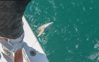 Indigenous Fishers Rethink Shark Hunting & Protect Species on Colombia’s Coast