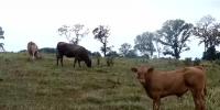 Aurora, Mo., farmers struggle to keep livestock watered during dry conditions