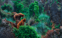 Brown bear found dead in León as another is hit by car days later
