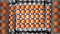 Deadly Salmonella Outbreak Spreads Across Britain as Cases Hit 528 and Health Chiefs Issue Urgent Egg Warning