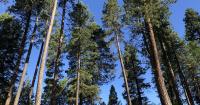 U.S. Forest Service releases long awaited restructuring plan