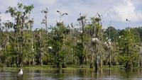 Retired biologist transforms 18-hectare swamp into sanctuary for 275 storks in Florida after 15 years of conservation