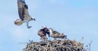 Ospreys in N.J. face breeding issues caused by shortage of main food source, scientists say