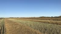 Saskatchewan farmers make some harvest progress before the rain