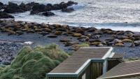 Australia Is Evacuating an Antarctic Base So No One Has to Watch Thousands of Seals Die