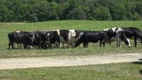 Maine farm to host organic cow spa, which includes cuddle sessions