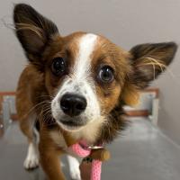 Nevada Humane Society, Carson City’s Pet of the Week: Caspion