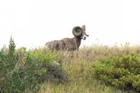 2026 North Dakota Bighorn Sheep Licenses