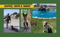 Meet the CDCR K‑9s: Skipper, Tokyo, Yankee