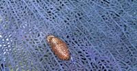 Marine Mollusks Face Uneven Body-Size Shifts Under Climate Change