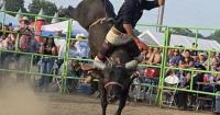 Mexican bull riding stomps into the Rice County Fair Fairgrounds on Saturday