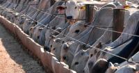 Brazil considers reciprocal measures after EU halts imports of Brazilian goods