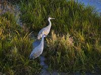 Owen Sound Field Naturalists to hear from local artist Steve Irvine