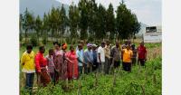 Tanzanian trials target vegetable safety and post-harvest losses