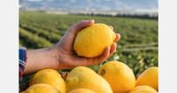 "The EU must monitor citrus imports through the Netherlands to prevent oversupply from affecting European growers"