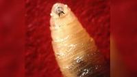 San Antonio chosen as site for crucial New World screwworm research as infection spreads in Texas