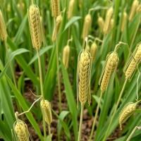 Scientists uncover genes controlling grain yield in harsh growing conditions