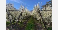 Earlier South African stone fruit crop expected