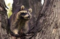 Rabies confirmed in St. Johns County raccoon — what residents need to know