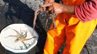 Italy releases 80,000 octopuses in bet against blue crab invasion