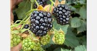 Ervin blackberry enters international development outside U.S.