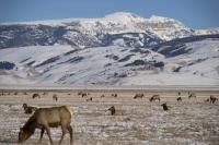 U.S. Fish and Wildlife Service publish plan for continued feeding on the National Elk Refuge