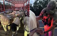 Man Arrested for Illegally Importing Livestock in Florida