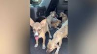 Florida man saves 8 abandoned puppies, finds them homes