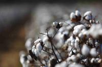 Global cotton mill use hits highest levels since 2017-18 marketing year