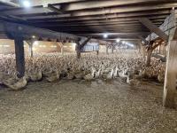 America’s Last Foie Gras Farmers Say They’ve Evolved, Want NYC Ban Overturned