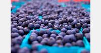 Global fresh blueberry exports exceed US$7.1 billion