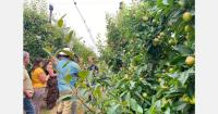 UK fruit growers focus on resilient varieties and automation