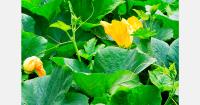 India's Purvanchal fresh produce exports exceed 1,000 tons
